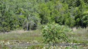 Alligator Lake