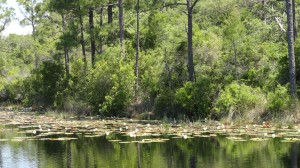 Alligator Lake on Scenic 30a