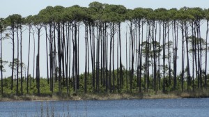 Western Lake at Watercolor 