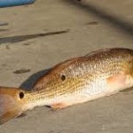 2016 redfish guidelines