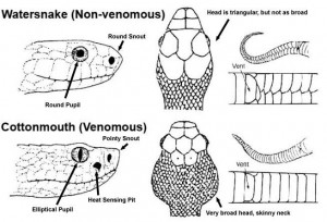 30A Venomous snakes