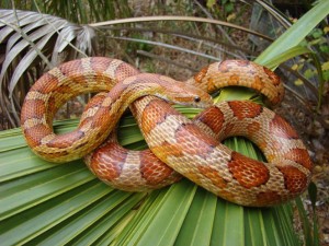 Snakes in South Walton